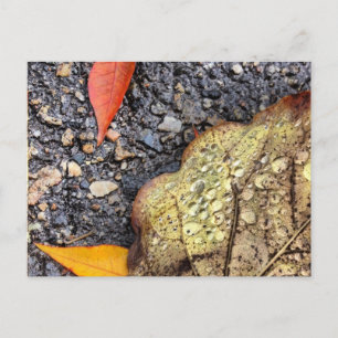 Postal Postcard de las hojas lluviosas