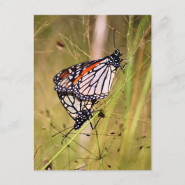 Postal Postcard de las mariposas monarca de apareamiento