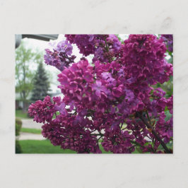 Postal Postcard de Lavender Lilacs