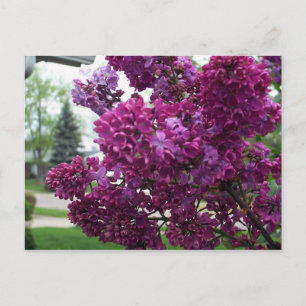 Postal Postcard de Lavender Lilacs