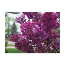 Postcard de Lavender Lilacs