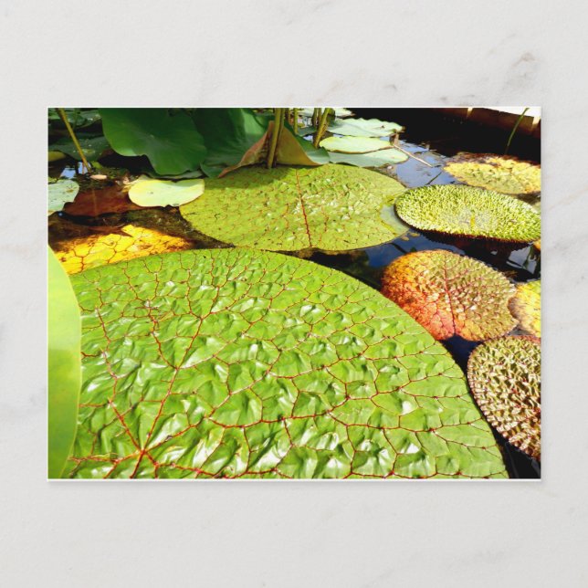 Postal Postcard de Lily Pads (Anverso)