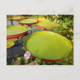 Postal Postcard de Lily Pads