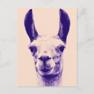 Postal Postcard de Llama