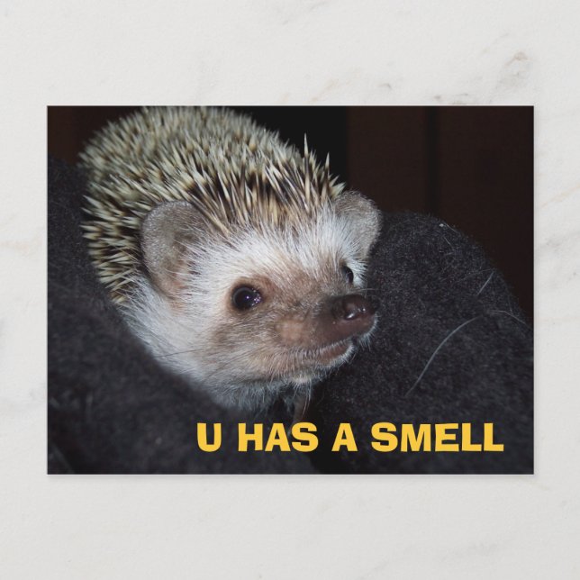 Postal PostCard de LOLHog (Anverso)