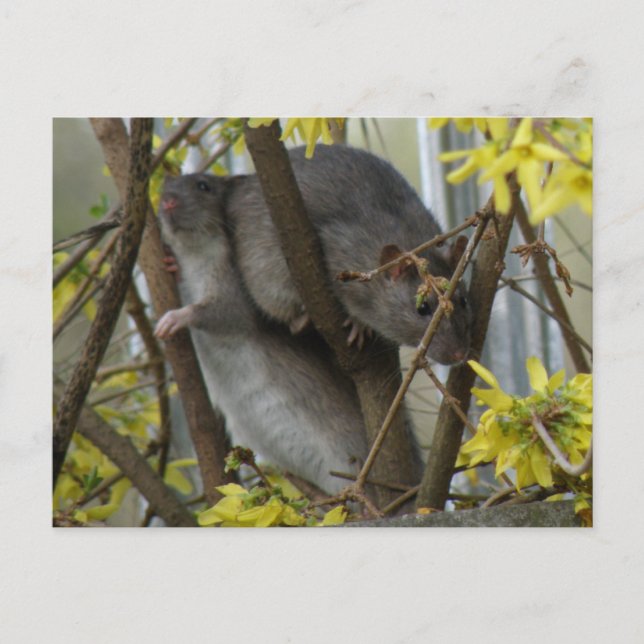 Postal Postcard de los abrazos de ratones (Anverso)