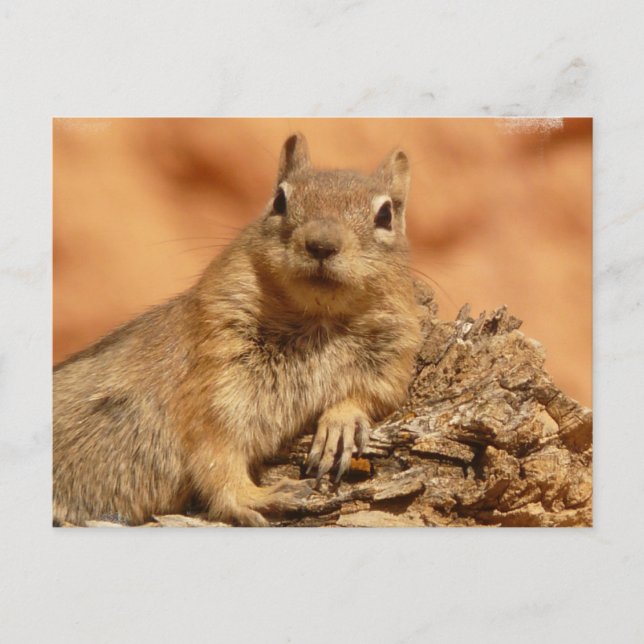 Postal Postcard de Lounging Chipmunk (Anverso)