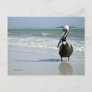 Postal Postcard de Mama Pelican