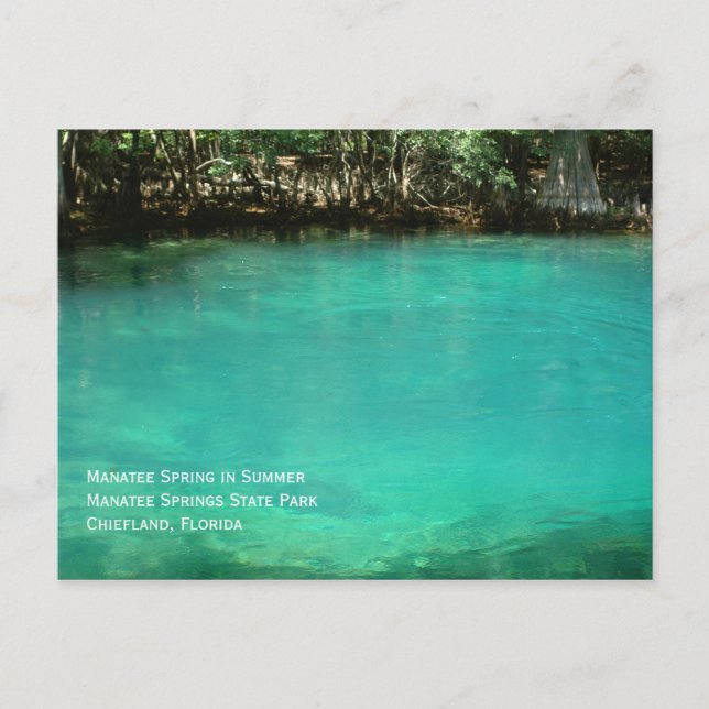 Postal Postcard de Manatee Springs (Anverso)