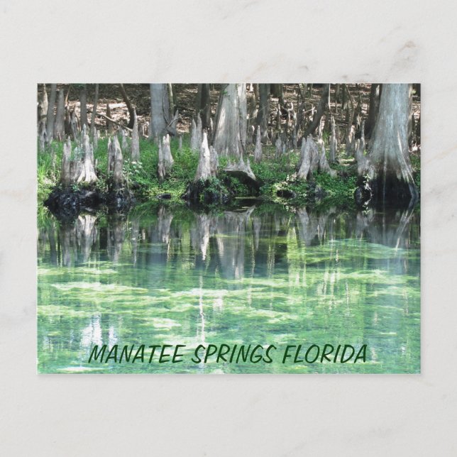 Postal Postcard de Manatee Springs Fl (Anverso)