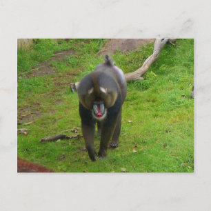 Postal Postcard de Mandrill