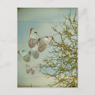 Postal Postcard de mariposas