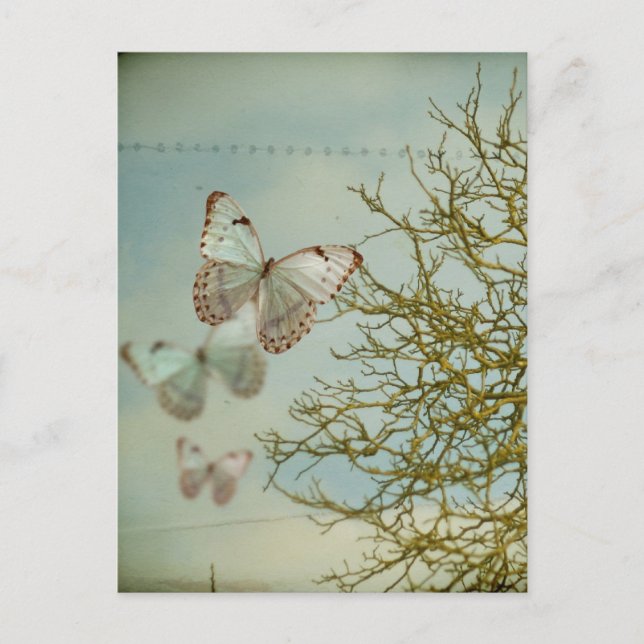 Postal Postcard de mariposas (Anverso)