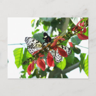 Postal Postcard de mariposas