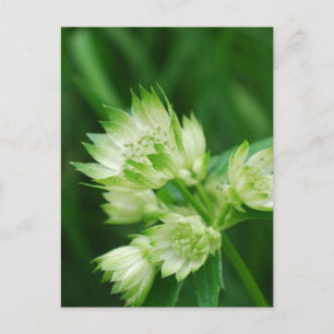 Postal Postcard de Masterwort