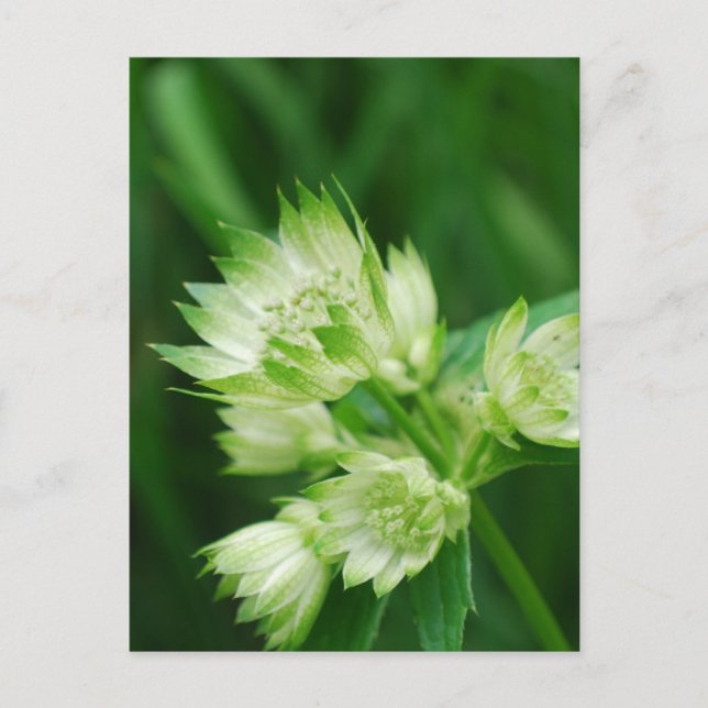Postal Postcard de Masterwort (Anverso)