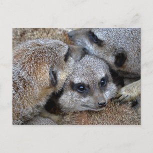 Postal Postcard de Meerkat Pile