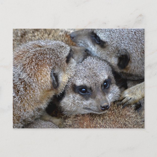 Postal Postcard de Meerkat Pile (Anverso)