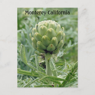 Postal Postcard de Monterey California Artichoke