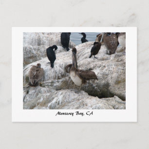 Postal Postcard de Monterey Pelicans