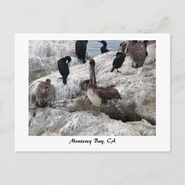 Postal Postcard de Monterey Pelicans (Anverso)