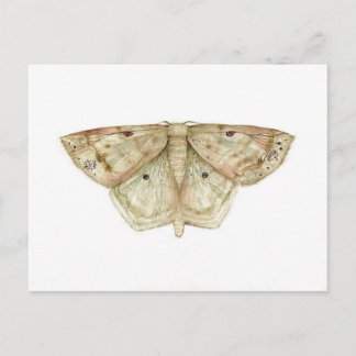 Postal Postcard de Moth