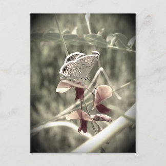 Postal Postcard de Moth