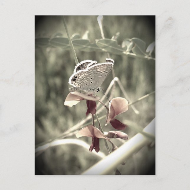 Postal Postcard de Moth (Anverso)