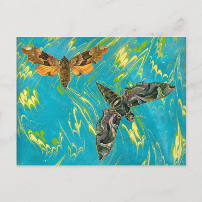 Postal Postcard de Moth Marble (Anverso)