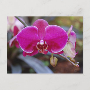 Postal Postcard de Moth Orchid
