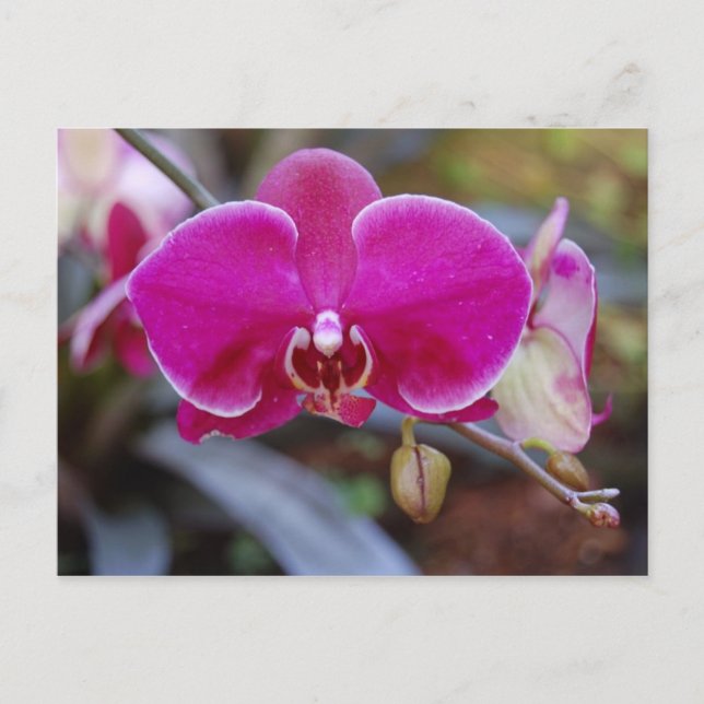 Postal Postcard de Moth Orchid (Anverso)