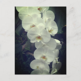 Postal Postcard de Moth Orchid