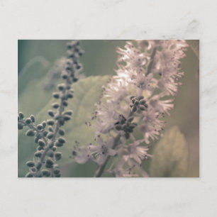 Postal Postcard de Mountain Holly