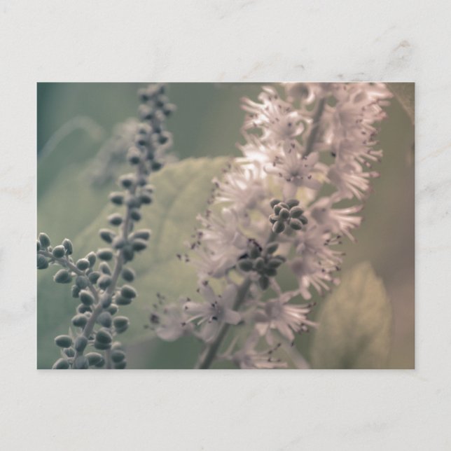 Postal Postcard de Mountain Holly (Anverso)