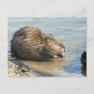 Postal Postcard de Muskrat.
