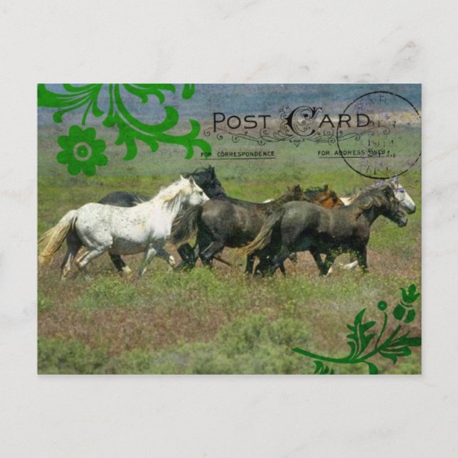 Postal Postcard de Mustangs (Anverso)