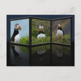 Postal Postcard de Nest Building Puffin