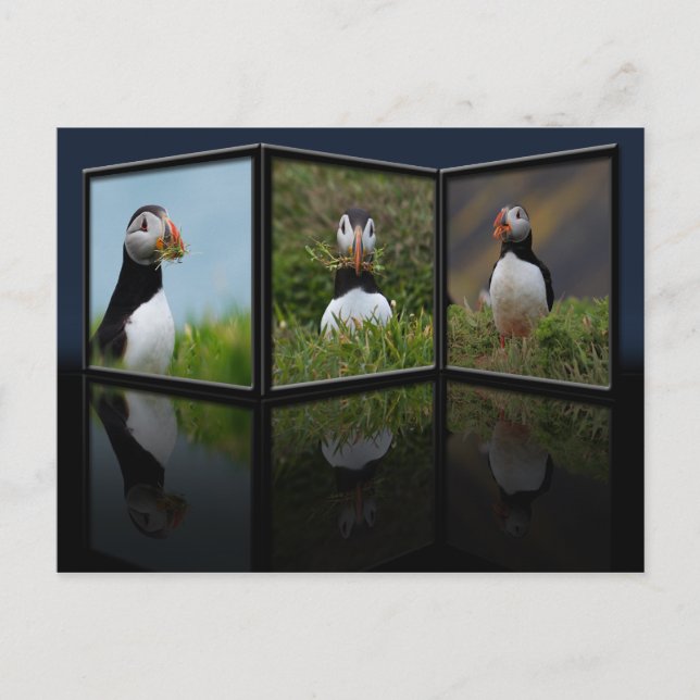 Postal Postcard de Nest Building Puffin (Anverso)