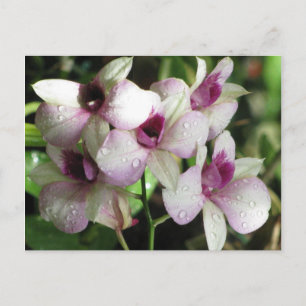 Postal Postcard de Orchideas, personalizar