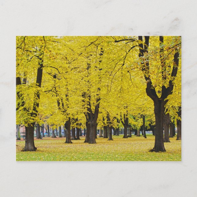 Postal Postcard de otoño (Anverso)