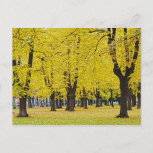 Postal Postcard de otoño