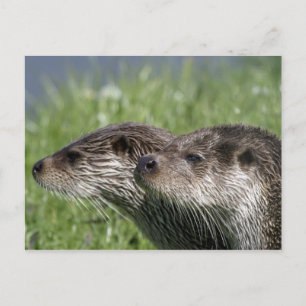 Postal Postcard de Otters