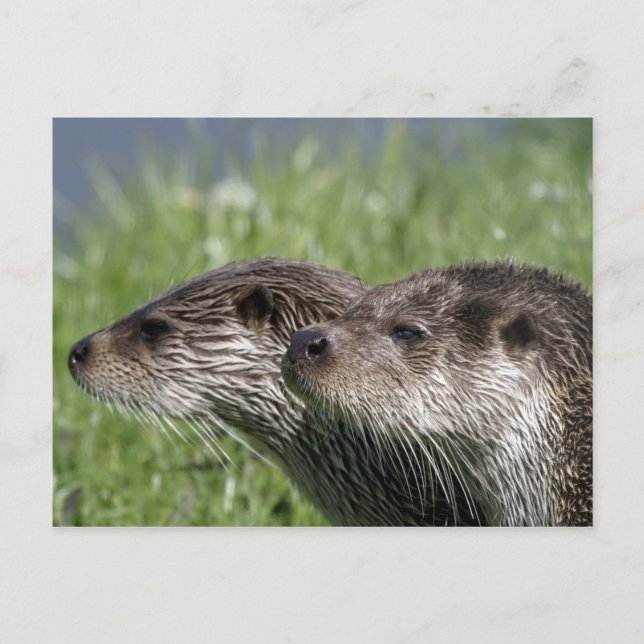 Postal Postcard de Otters (Anverso)