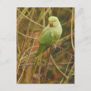 Postal Postcard de Parakeet