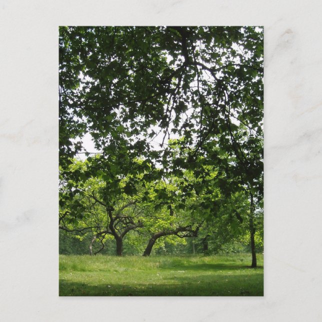 Postal Postcard de Park (Anverso)