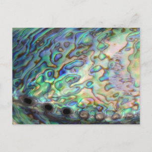 Postal Postcard de Paua Shell
