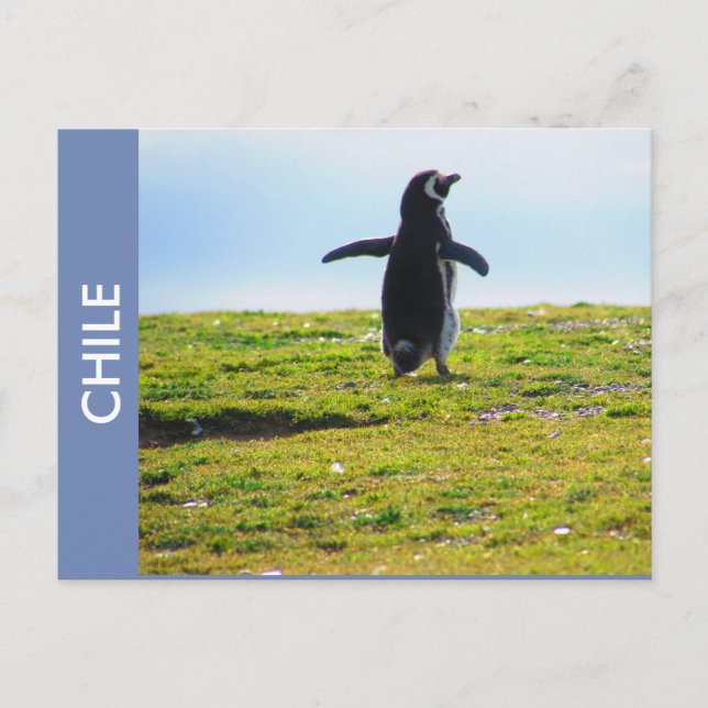 Postal Postcard de Penguin Chile (Anverso)