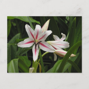 Postal Postcard de Peppermint Crinum Lily