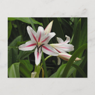 Postal Postcard de Peppermint Crinum Lily