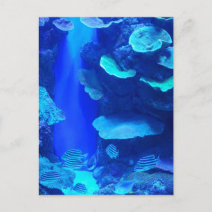 Postal Postcard de pescado azul eléctrico